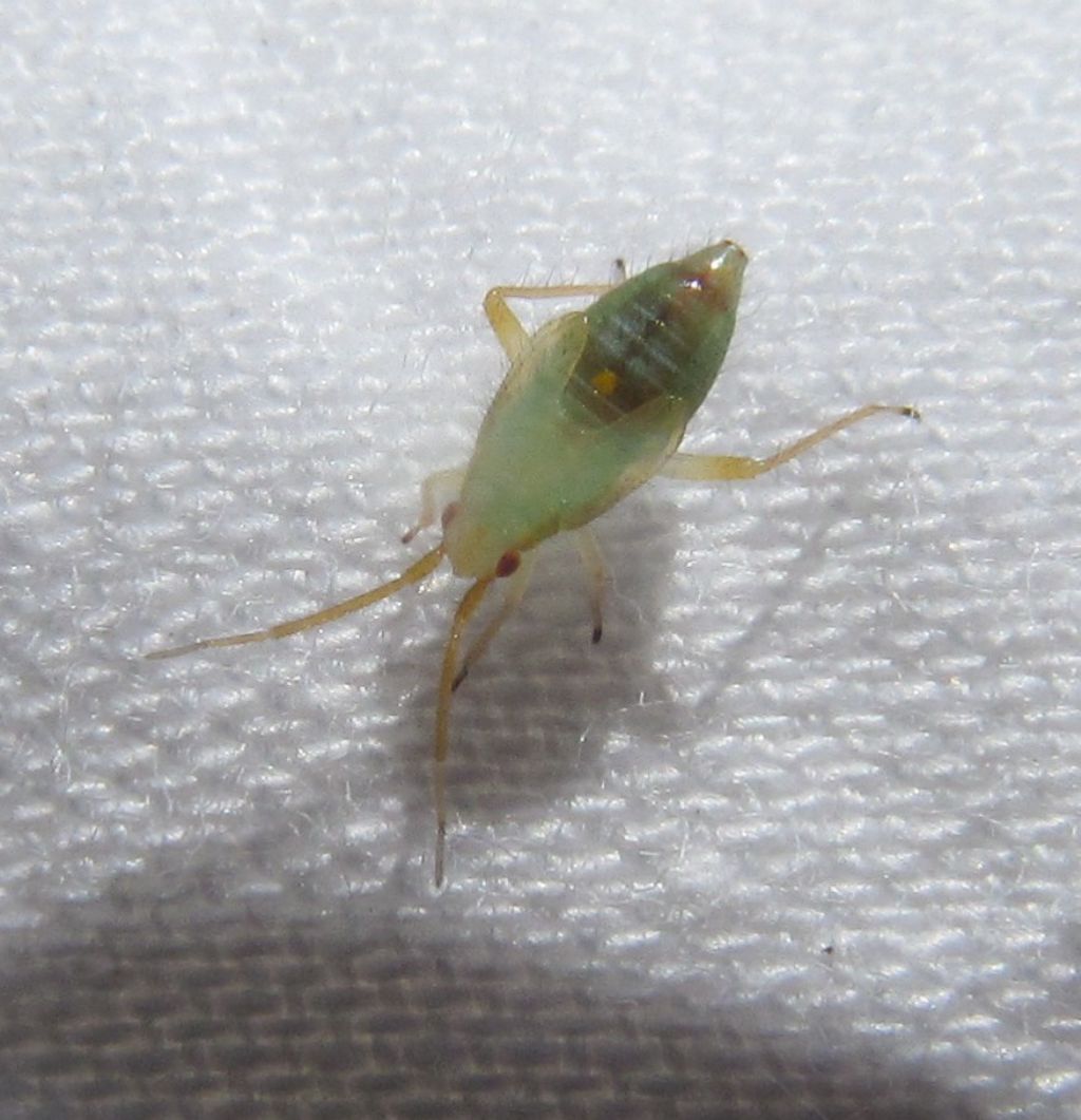 Miridae: Pseudoloxops coccineus,  adulto e ninfa